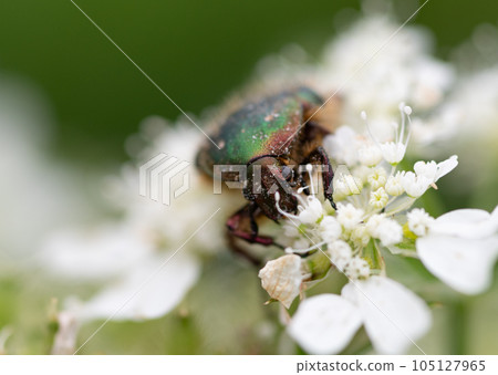 金銀花從花中吸食花蜜 105127965