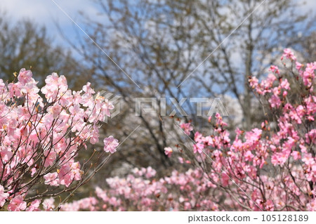 赤城山棕櫚杜鵑 105128189