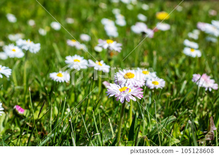 Small daisy flowers among green grass closeup Small daisy flowers among green grass closeup 105128608