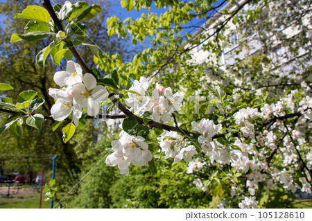 White flowers on branches of apple tree White flowers on branches of apple tree 105128610
