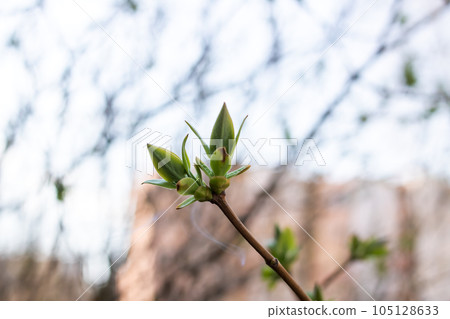 Young green leaves of a blooming plant 105128633