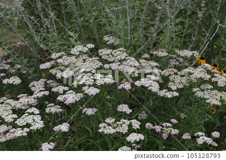White and pink flowers of yarrow blooming in early summer garden White and pink flowers of yarrow blooming in early summer garden 105128793