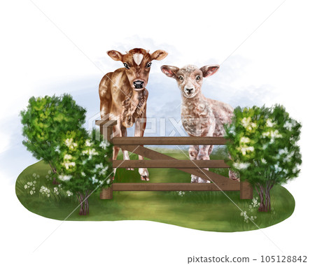 A composition of farm animals in a meadow among nature, in the fresh air. A calf and a lamb in pasture behind the fence. Digital illustration on a white background. For packaging, postcards, posters A composition of farm animals in a meadow among nature, in the fresh air. A calf and a lamb in pasture behind the fence. Digital illustration on a white background. For packaging, postcards, posters 105128842