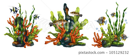 A set of exotic compositions with an underwater world. Digital drawings of red corals, seaweed, tropical fish on a white background. For printing stickers, posters, postcards, prints 105129232