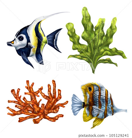 A set of tropical fish and seaweed. Exotic underwater world, digital illustration. For design, packaging, printing, posters, textiles, souvenirs A set of tropical fish and seaweed. Exotic underwater world, digital illustration. For design, packaging, printing, posters, textiles, souvenirs 105129241