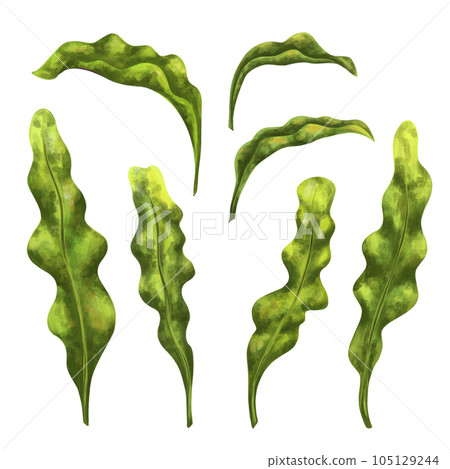 A set of underwater tropical plants. Seaweed for design, compositions, postcards, souvenirs, textiles. Digital illustration on a white background A set of underwater tropical plants. Seaweed for design, compositions, postcards, souvenirs, textiles. Digital illustration on a white background 105129244