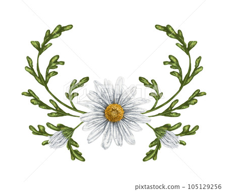A composition of large wild daisies. Flowers, buds and leaves. On a white background. Design for herbal tea, natural cosmetics, aromatherapy, health products A composition of large wild daisies. Flowers, buds and leaves. On a white background. Design for herbal tea, natural cosmetics, aromatherapy, health products 105129256