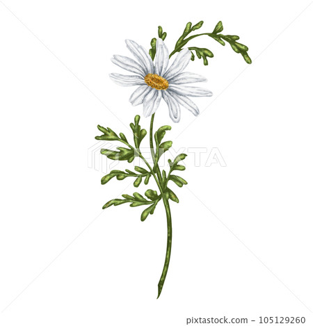 Wild flower of white chamomile, with green leaves. On a white background. Design for herbal tea, natural cosmetics, aromatherapy, health products, textiles 105129260