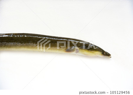 天然鰻魚 天然鰻魚 105129456