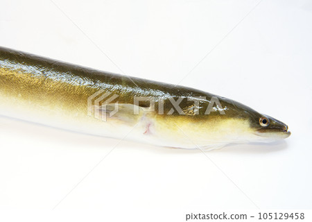 Eel head close-up Eel head close-up 105129458