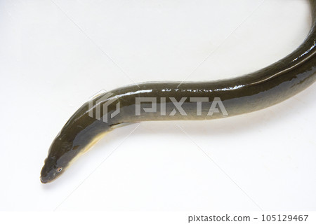 curved eel head curved eel head 105129467