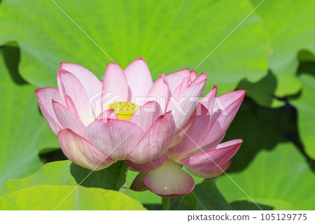 Fujiwara Palace ruins Lotus in full bloom 105129775