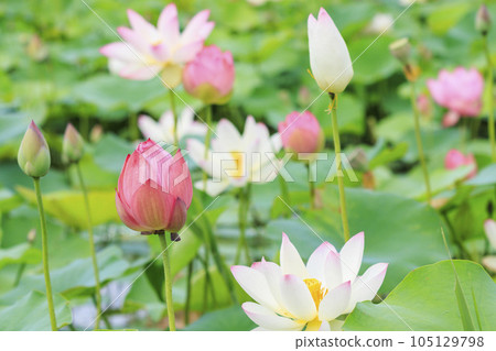 Fujiwara Palace ruins Lotus in full bloom Fujiwara Palace ruins Lotus in full bloom 105129798