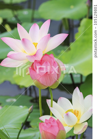 藤原宮遺址盛開的蓮花 105129801