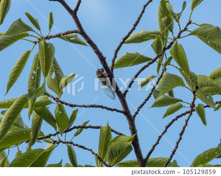 A cicada perched on a cherry tree A cicada perched on a cherry tree 105129859