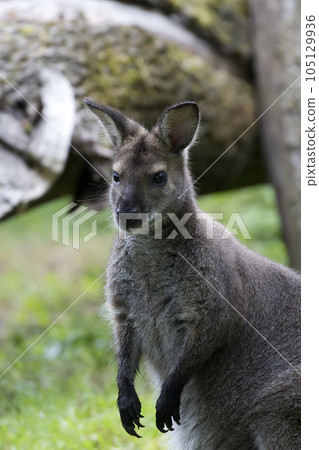 Wallaby in a clearing a portrait 105129936