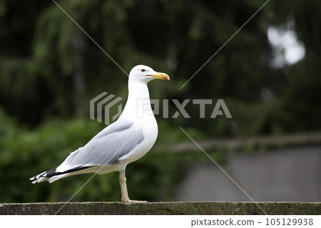 Gull in the wild 105129938