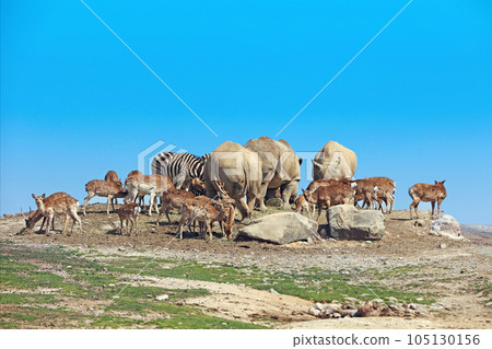 Safari Land Safari Land 105130156