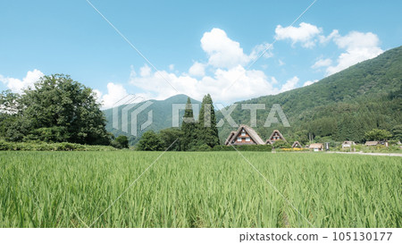 Summer Shirakawa Town 105130177