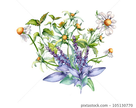 Sage herbal plant, bidens tripartita watercolor illustration isolated on white background. Salvia, nettle, camomile, daisy useful flowers hand drawn. Design for label, package, postcard, card Sage herbal plant, bidens tripartita watercolor illustration isolated on white background. Salvia, nettle, camomile, daisy useful flowers hand drawn. Design for label, package, postcard, card 105130770
