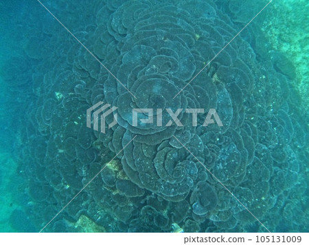 Goto Fukue Island Diving 105131009