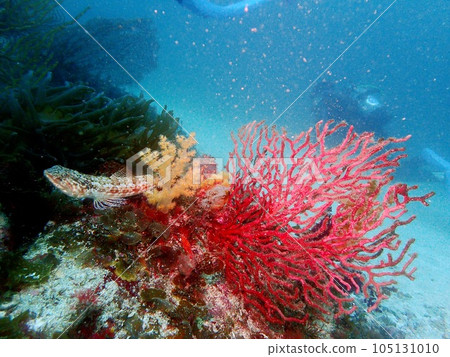 後島福江島潛水 後島福江島潛水 105131010