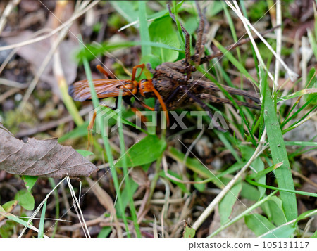 Spider wasps hunting spiders Spider wasps hunting spiders 105131117