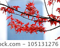 秋天的楓葉鮮紅的葉子 105131276