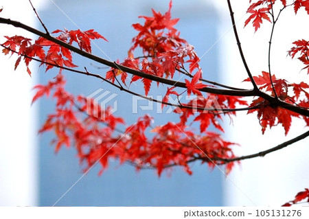 Autumn maple leaves bright red leaves Autumn maple leaves bright red leaves 105131276
