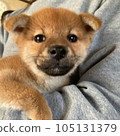 Pretty puppy 105131379