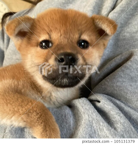 Pretty puppy Pretty puppy 105131379