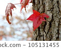 楓木楓紅pixta素材 105131455