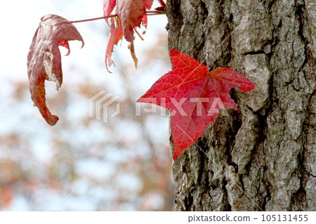 楓木楓紅pixta素材 楓木楓紅pixta素材 105131455