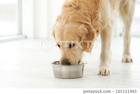 Golden retriever dog and food Golden retriever dog and food 105131993