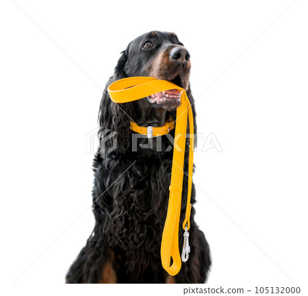 Setter dog with leash Setter dog with leash 105132000