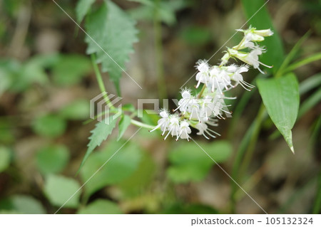 里山植物宮山刺，有許多精緻的小花 105132324