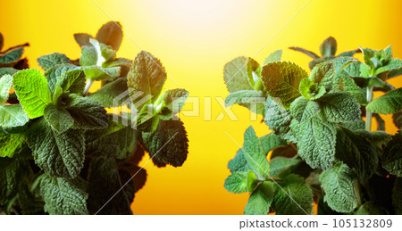 Fresh mint close-up with free space for your content. 105132809