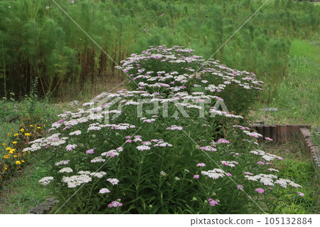 White and pink yarrow flowers blooming in early summer garden 105132884