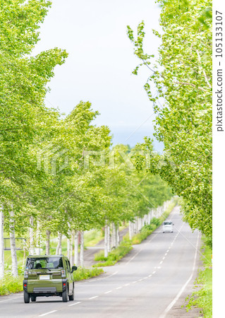 Drive, white birch trees, fresh greenery, straight road Drive, white birch trees, fresh greenery, straight road 105133107