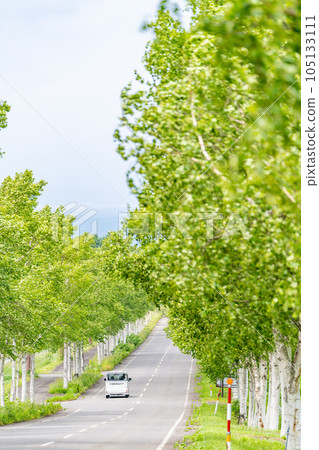 Drive, white birch trees, fresh greenery, straight road Drive, white birch trees, fresh greenery, straight road 105133111