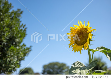 sunflower sunflower sunflower summer flower image sunflower sunflower sunflower summer flower image 105134155