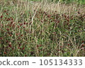 Dried clovers field background. Abstract withered landscape of dry wildflower and grass meadow 105134333