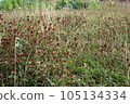 Dried clovers field background. Abstract withered landscape of dry wildflower and grass meadow 105134334
