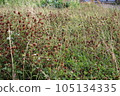 Dried clovers field background. Abstract withered landscape of dry wildflower and grass meadow 105134335