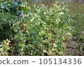 Dried pear plant vegetable bed field background. Abstract withered harvest landscape of dry pears plant. 105134336
