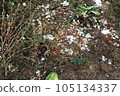 Garden organic compost. Recycling plant and kitchen food waste. How to make organic fertilizer. 105134337