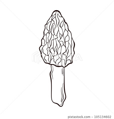 Morel mushroom logo in a line art style. Healthy vegetarian food. Hand drawn mushroom vector isolated on a white background. 105134602