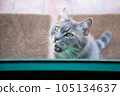 The locked cat behind the closed transparent glass door meows and asks to go outside 105134637