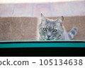 The locked cat behind the closed transparent glass door meows and asks to go outside 105134638