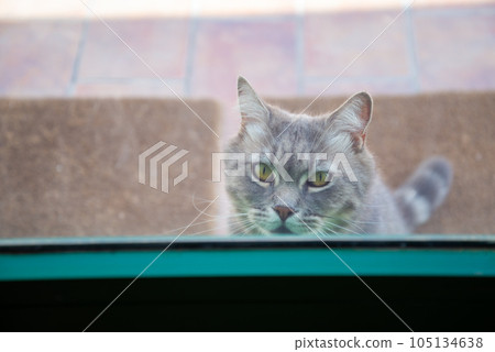 The locked cat behind the closed transparent glass door meows and asks to go outside 105134638